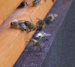 Včela obalená pylem