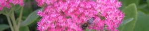 cropped-PICT0537.jpg