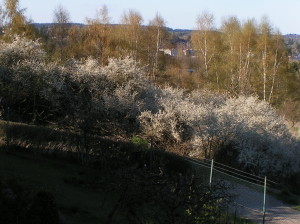 MINOLTA DIGITAL CAMERA