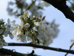 MINOLTA DIGITAL CAMERA