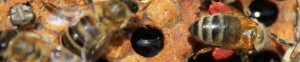 cropped-IMG_6269.jpg