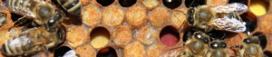 cropped-zásoby-žlutého-a-červeného-pylu+líhnoucí-se-včela.jpg