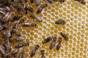 včely na panenském plástu s medem