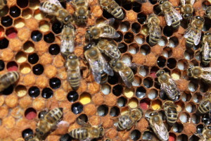 zásoby pylu, nektaru a larvičky které včely z těchto zásob krmí
