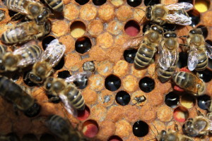zásoby žlutého a červeného pylu+líhnoucí se včela