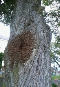 včely_lípa