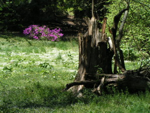 PICT3646.jpg